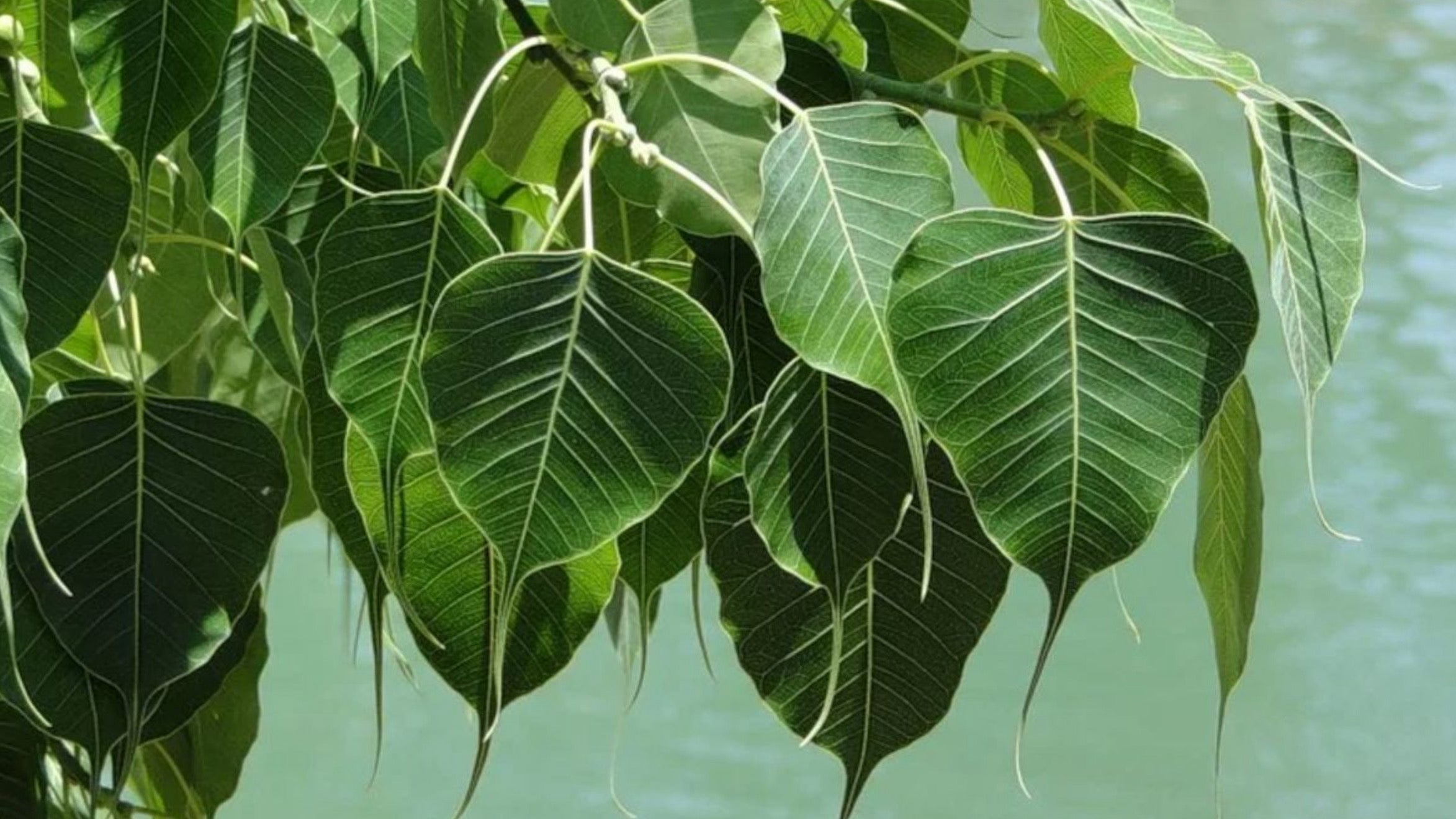 Pipal Patti Jewelry & Its Return to Gold